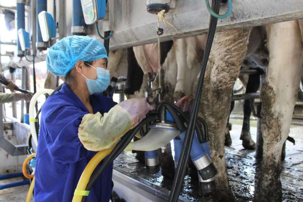 1671611581197230.jpg yangniu.jpg