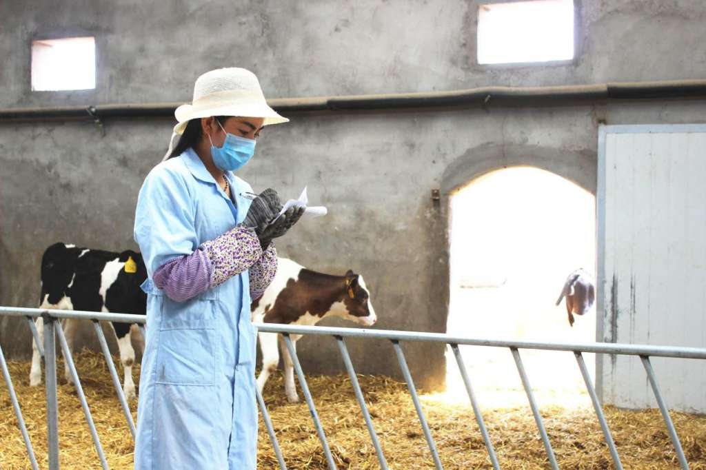 1671611606293455.jpg yangniu2.jpg