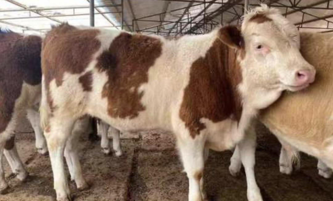 1676596478214254.png ppp.png