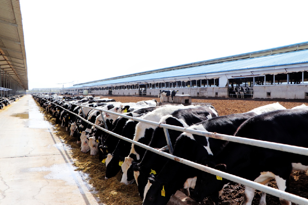 甘肃德华牧业有限公司(前进集团德华牧场)