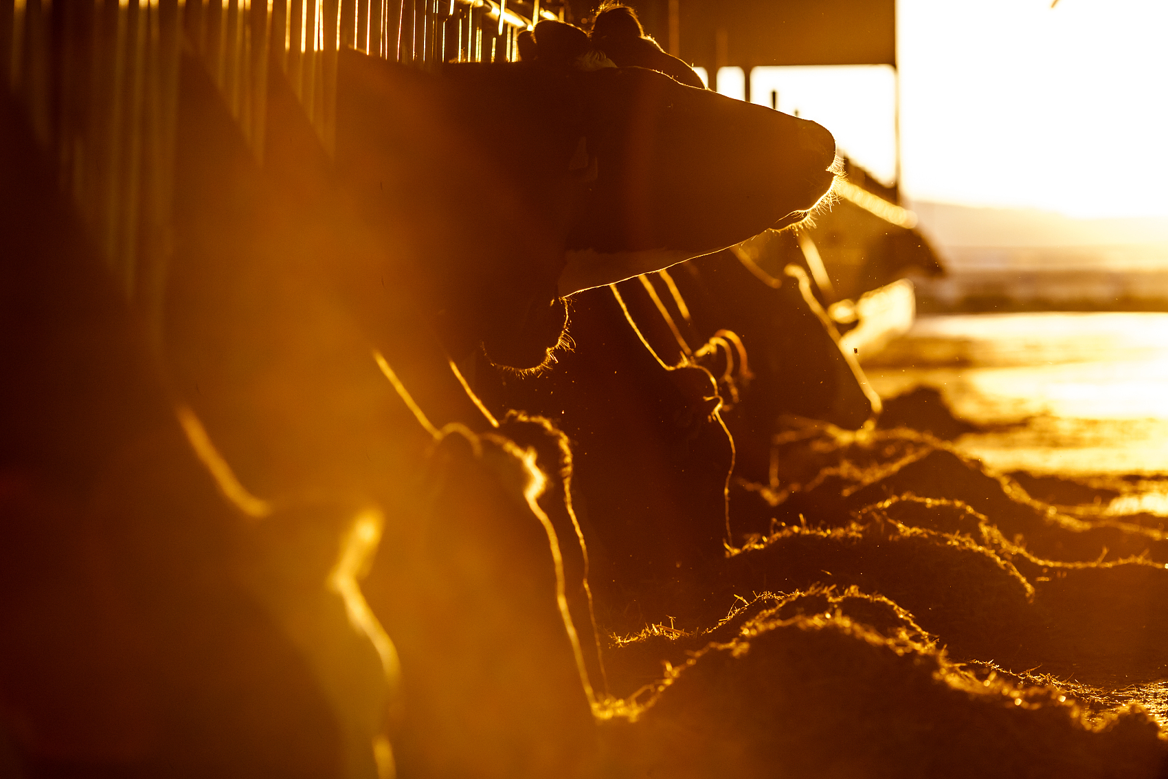 1686879131533779.jpg 4.jpg