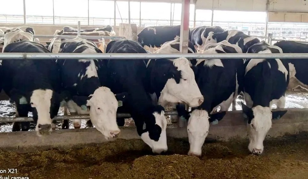 蒙贝利亚牛奶的五大好处